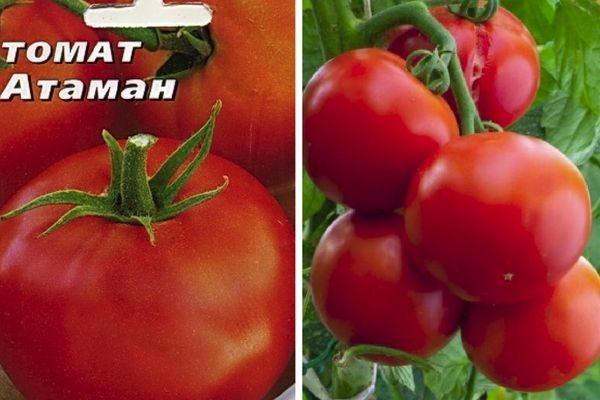 Томат Атаман: характеристика и описание сорта урожайность с фото